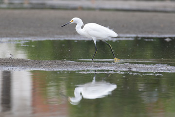 View of a Snowy Egret in the water