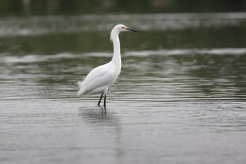 View of a Snowy Egret in the water