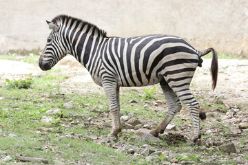 Close up Zebra on the Green yard