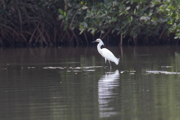 View of a Snowy Egret in the water