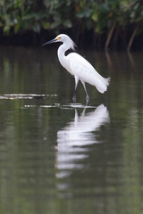 Fototapeta premium View of a Snowy Egret in the water