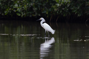 View of a Snowy Egret in the water