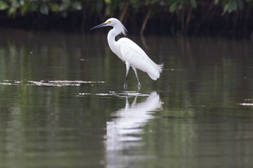 View of a Snowy Egret in the water