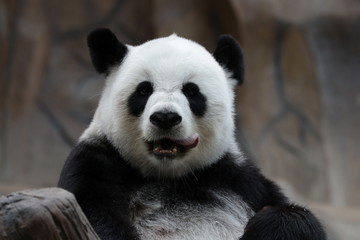 Obraz na płótnie Canvas Beautiful Female Panda is Sticking out her Tongue
