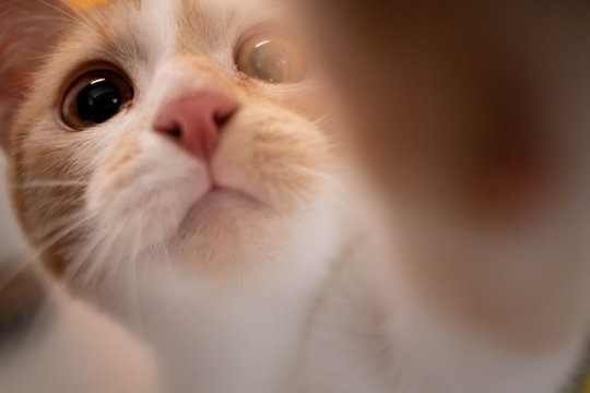 Close-up of stray kitten in an animal shelter with cute big eyes touching the camera with her paw