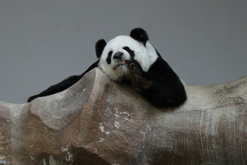 Funny Pose of a Beautiful Giant Panda while she is Picking her Teeth