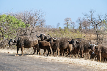 Naklejka na ściany i meble Büffelherde im Krüger Nationalpark in Südafrika 