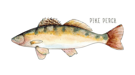 Watercolor hand drawn illustration of Pike Perch fish with lettering Pike Perch isolated on white