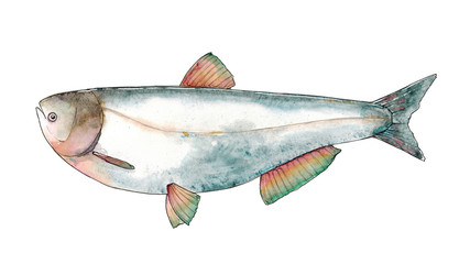 Watercolor hand drawn illustration of Silver Carp fish isolated on white