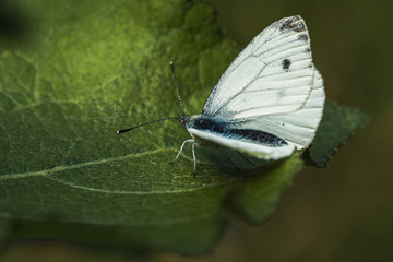 a white butterfly on leaf