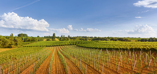 Panorama-Landschaft mit Weinreben