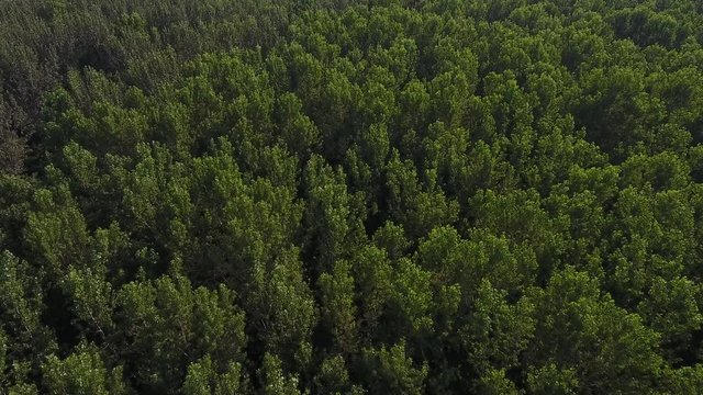 Flying Above Lush Green Forest