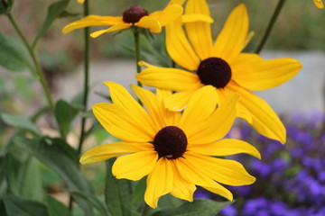 les copines les fleurs