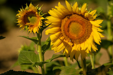 Italy Tuscany Grosseto cultivated with sunflower, close view