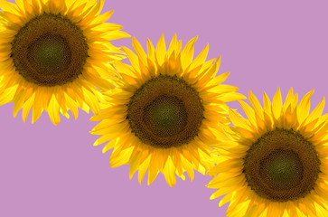 Obraz premium Abstract frame of sunflowers in diagonal on pink background, space for text