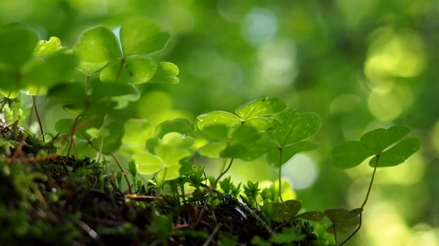 Oxalis in dewdrops grows in the forest. Common sourdough in the morning sun. Green background of nature.