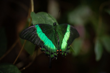 one tropical butterfly