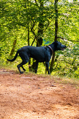 Black labrador retriever dog waiting for a command to retrieve. 
