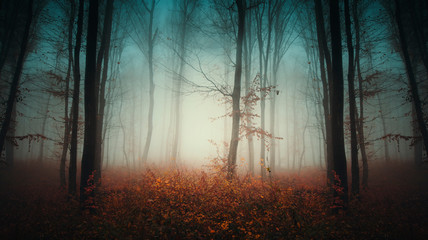tree in misty forest with autumn colors