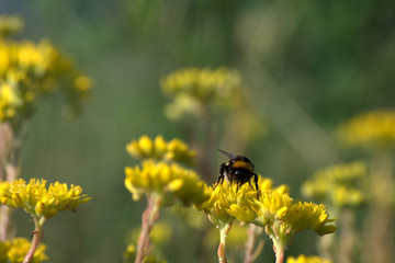 bumblebee on yellow flower,insect,nature, yellow, fly,summer, animal, pollen, green, wild, spring, garden,pollination, flora, nectar,
