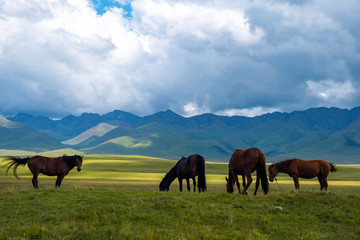 Fototapeta na wymiar Grasing horses on green mountain valley with mountains and cloudy blue sky background.