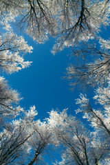 clear blue sky and trees seen from frozen forest in winter