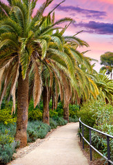 Obraz premium Barcelona, Spain. Park Guell. Antonio Gaudi. Tropical palm trees among green flowers, bushes and plants. Famous touristic destination landmark for walking tours. Summer day with blue sky.