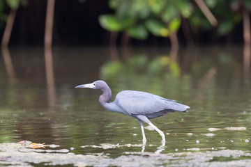 View of a Little Blue Heron standing in water