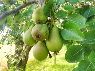 pear on the tree
