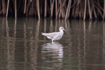 View of a Willet shorebird standing in the water