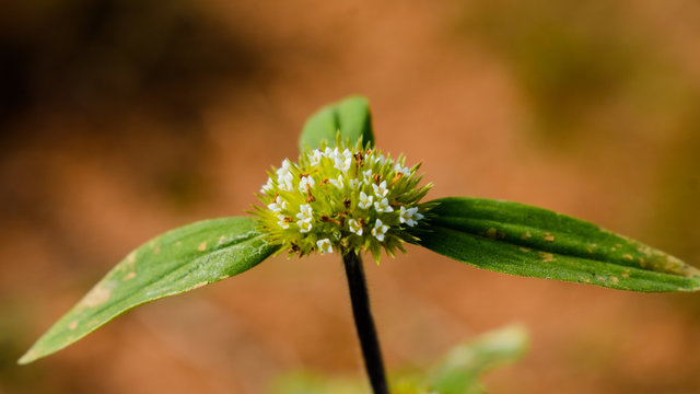 Beautiful Shrubby False Buttonweed (Spermacoce verticillata)  in summer