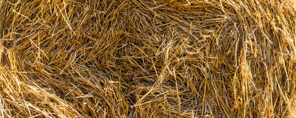 Dry straw macro shot. Background or Texture