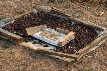 Coffee beans drying in the sun, in Burma Myanmar