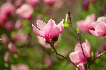 Foto op Canvas Magnolia spring flowers © Roxana