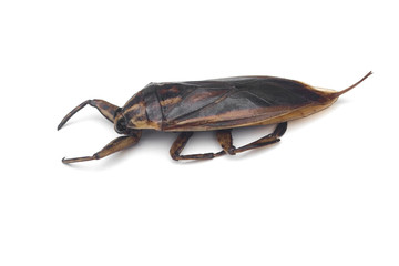 Lethocerus indicus isolated on white background.