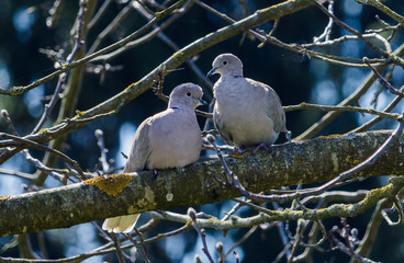 Pigeons couple sits facing each other on a branch