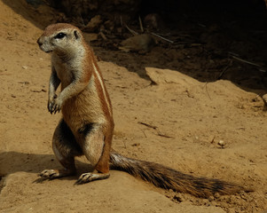 Surykatka © Arkadiusz