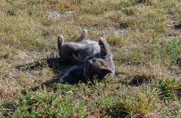 Cat curls up funny in the grass