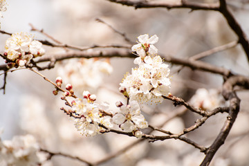 Apricot tree blossoms