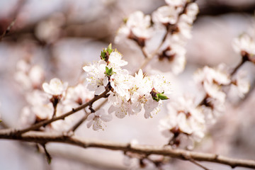 Apricot tree blossoms