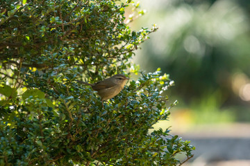 ムジセッカ！隠れ上手な鳥で、渡りで日本にはやってくるのでなかなか出会うことはありませんが、都市公園で見かけました。ウグイスに似ていますが鳴き声や側頭線が違います。