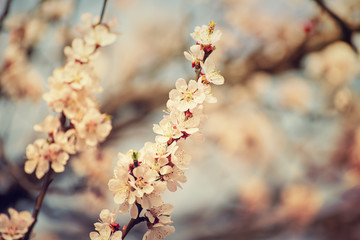 Apricot tree blossoms