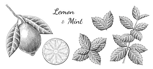 Engraving style lemon and mints - obrazy, fototapety, plakaty