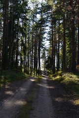 Northern pine forest in August on a summer day