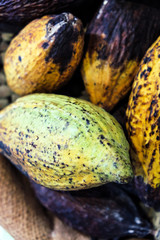 Image of Cocoa pods background