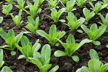 Organic salad vegetables are non-toxic on an outdoor farm. Healthy eating ideas