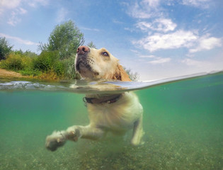 Hund beim Schwimmen Unterwasser