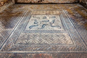 Mosaic floor with dolphins at in the ruins of an Ancient Roman City in Volubilis, Morocco