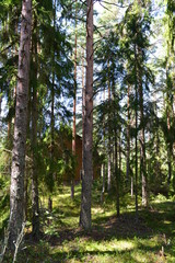 Fototapeta premium Northern pine forest in August on a summer day
