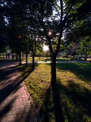 Lights and shadows, trees, atmosphere of the park, nature, landscape 